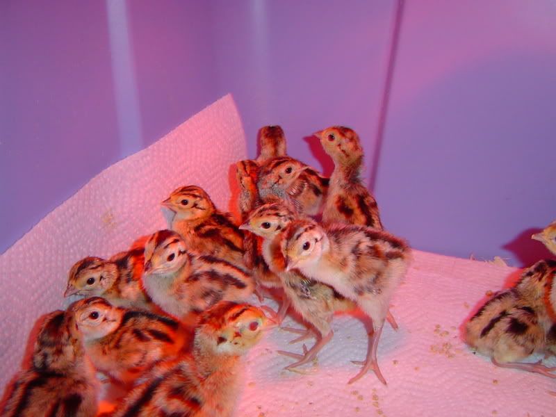 RINGNECKCHICKS07007.jpg