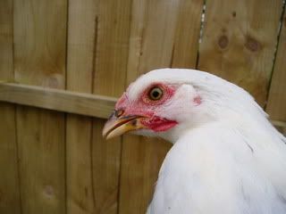 Hens019.jpg