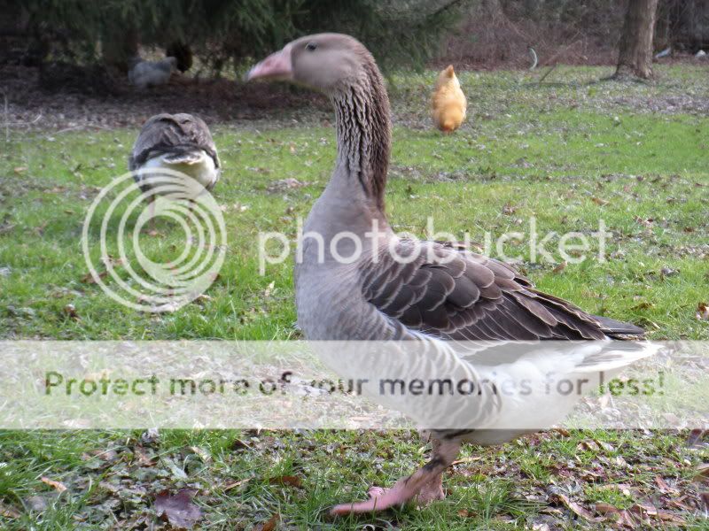 geese043.jpg