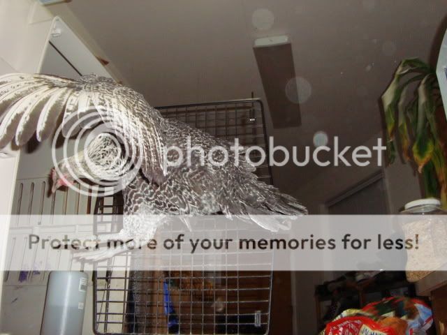 DSC01145.jpg