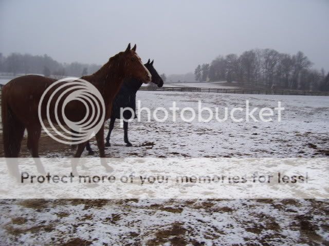 snow08024.jpg