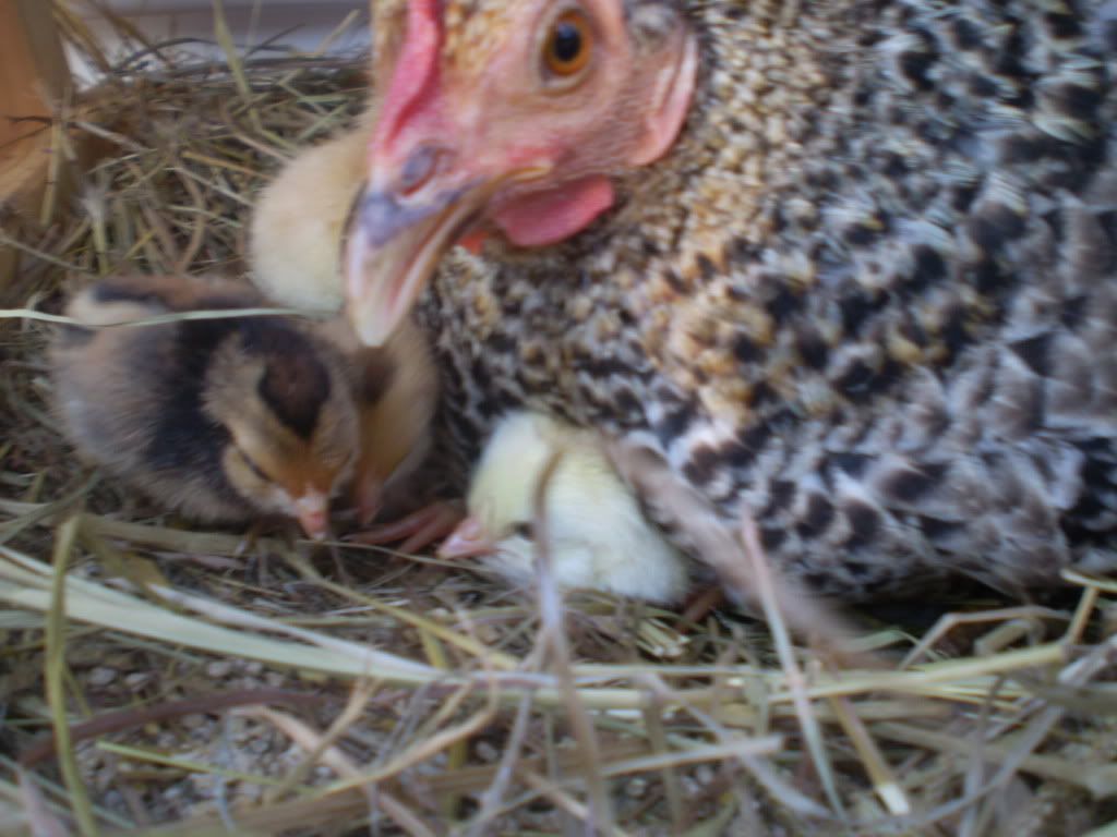 PEEPS024.jpg