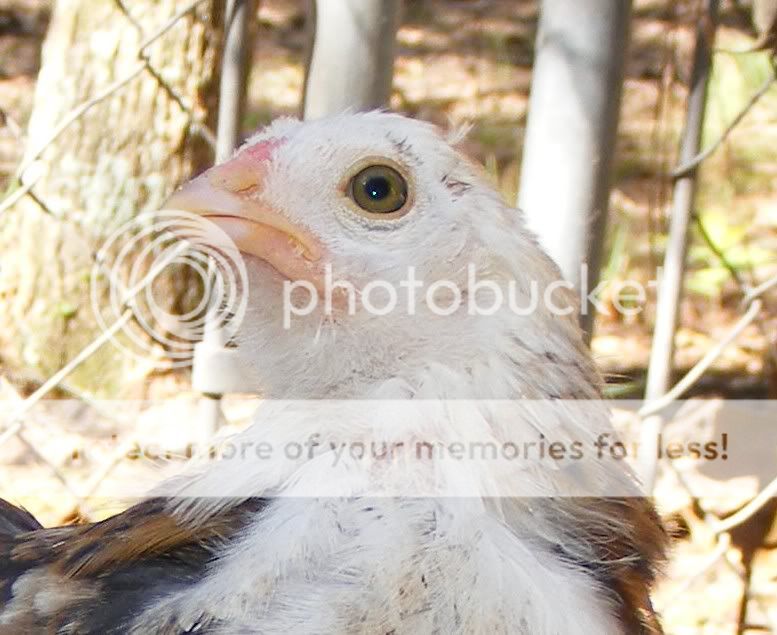 chicks110109a013.jpg