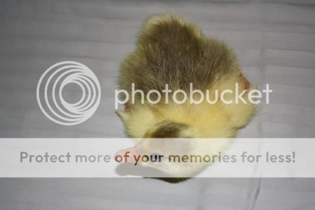 Goslings2008.jpg