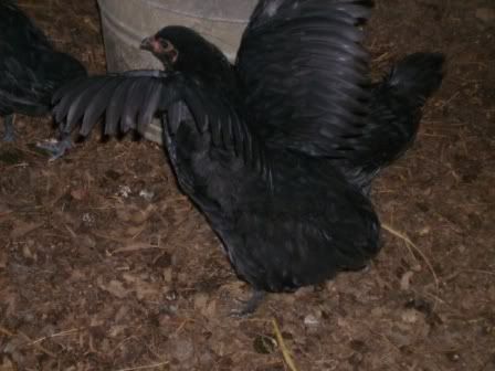 eagle1.jpg