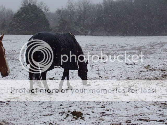 snow08007.jpg