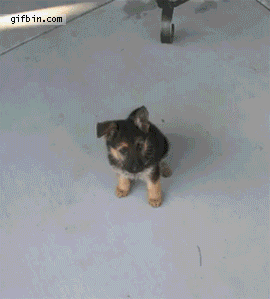 1306866690_dog_growing_from_8_weeks_to_1_year_in_timelapse.gif