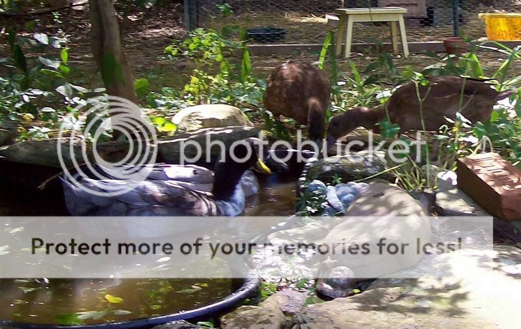 Ducksx45.jpg