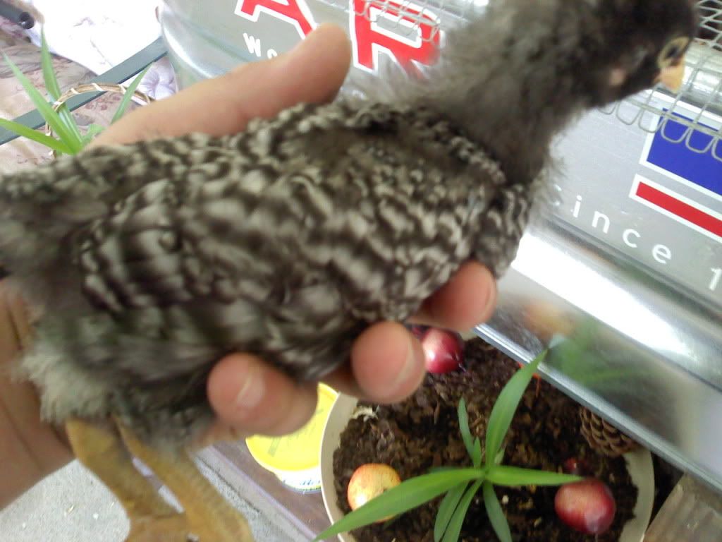 chicken4.jpg