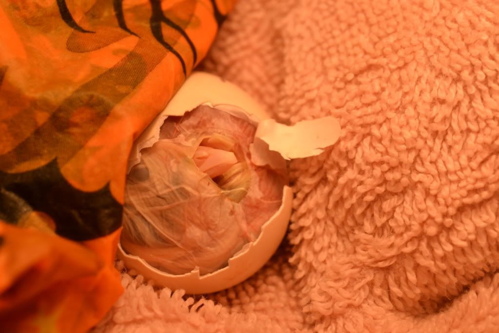 DSC_0330.jpg