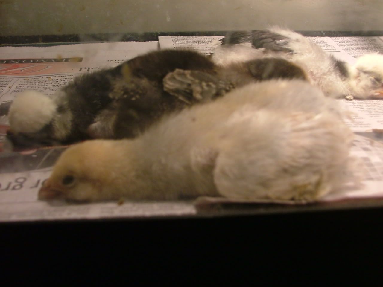 DSCF4495.jpg