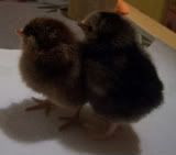 ChicksDay1.jpg