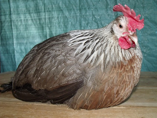 DSCF2692.JPG
