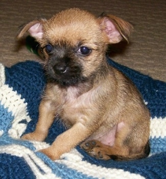 AffenhuahuaAffenpinscherChihuahuaMix2.jpg