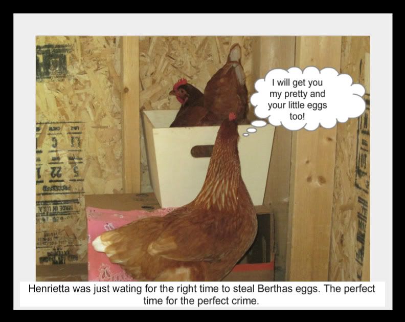 contestchickens-1.jpg
