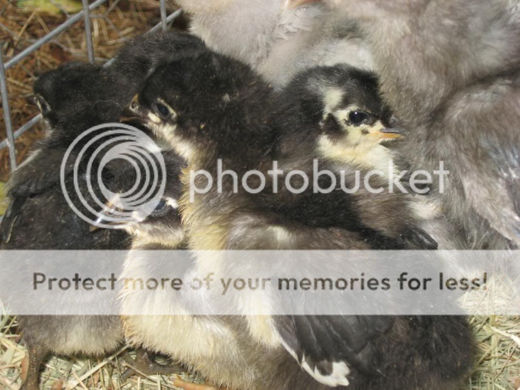 goatsandchickens038.jpg