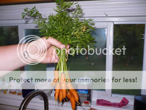 carrots.jpg