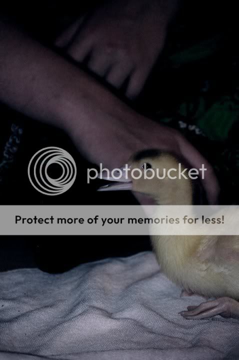 duckie1.jpg