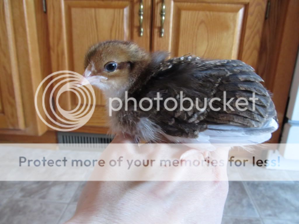 Chicken046.jpg