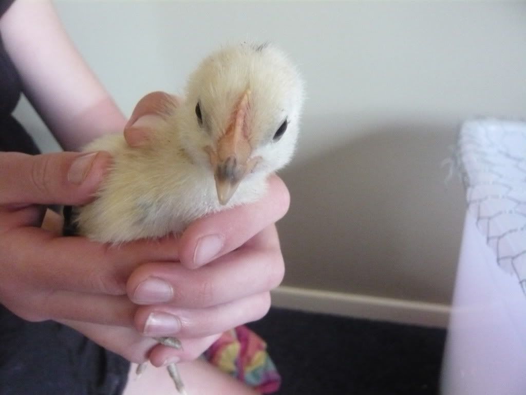 chicks3weeksold2011penny003.jpg