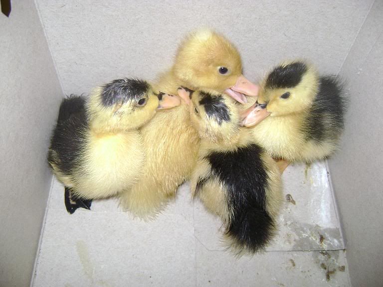 cochins044.jpg
