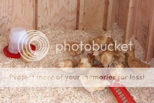 chickencoop009.jpg