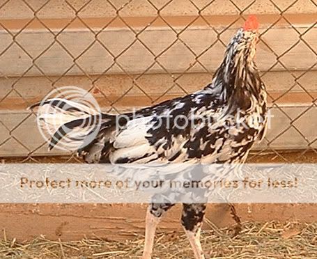 chickensoct2009009.jpg