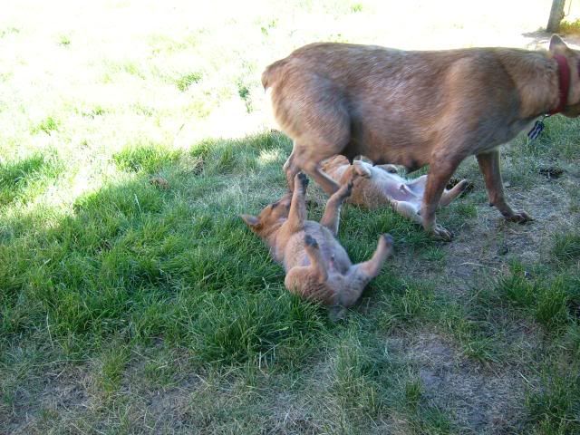 puppypics095.jpg