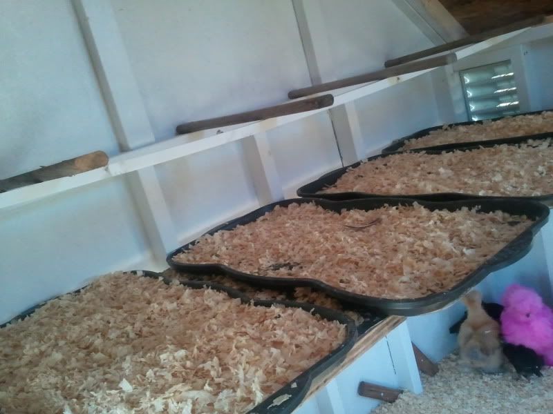 2011-03-13124146.jpg