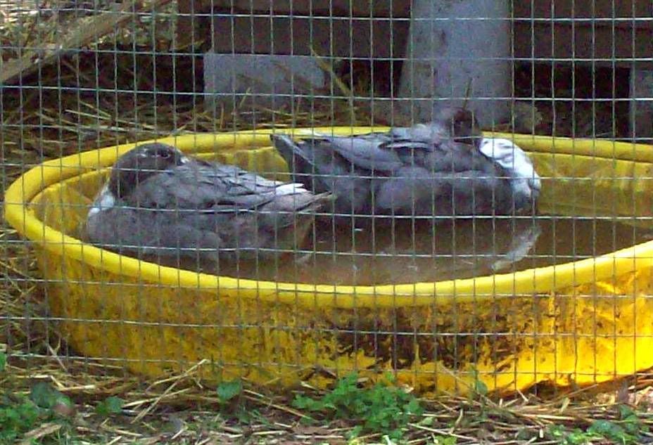 duckssleeping.jpg