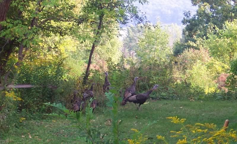 morecloseupturkeys.jpg