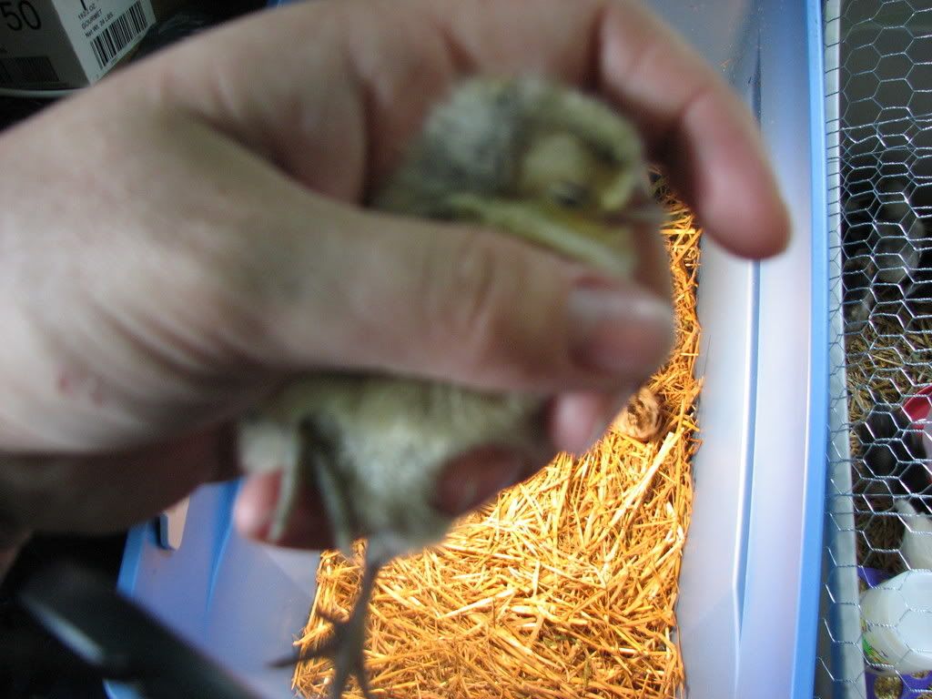 chicks067.jpg