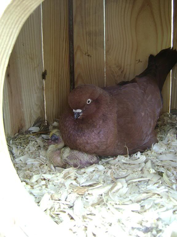 cochins046.jpg