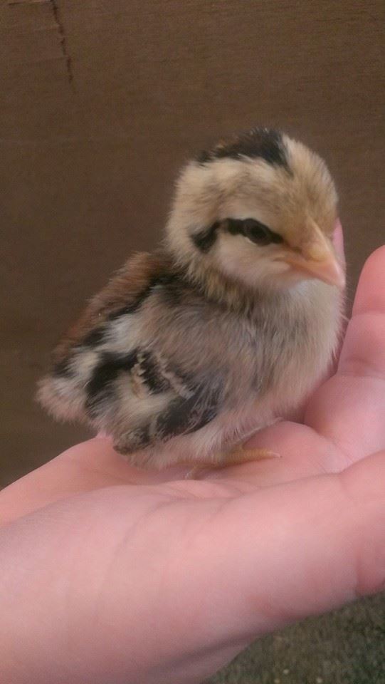 350x700px-LL-5c7f61a8_AA1.jpeg