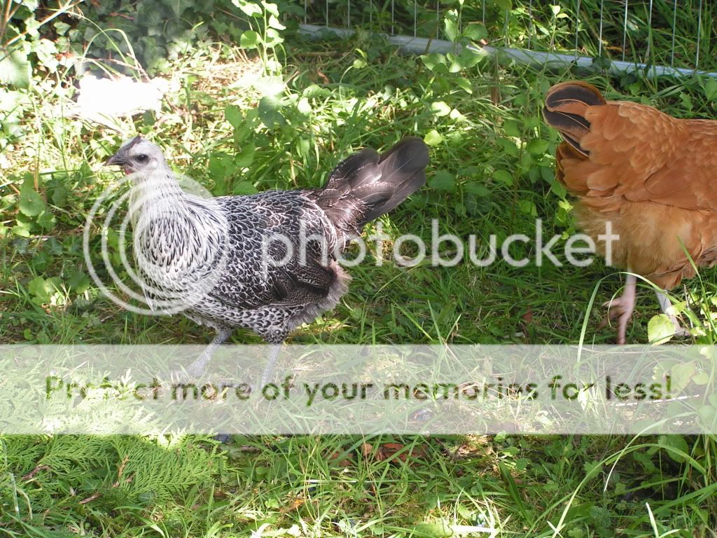 PICT0008.jpg