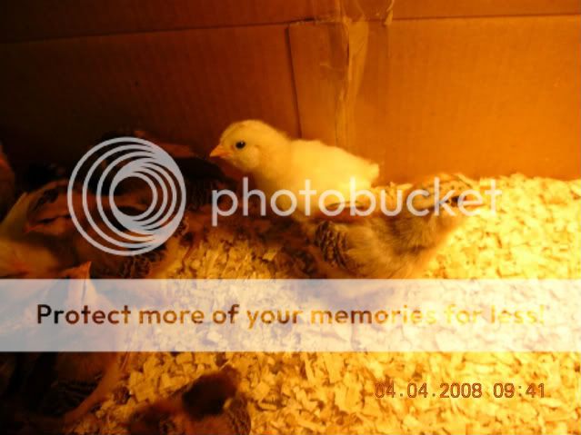 DSCN1832.jpg