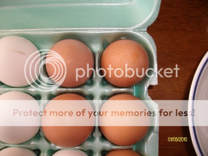 SexyEgg006.jpg