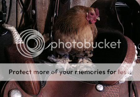 ChickenSaddle.jpg