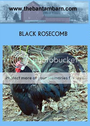 blackrc.jpg