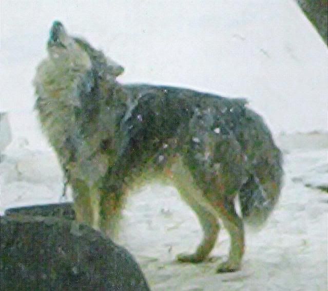 scrappy5.jpg