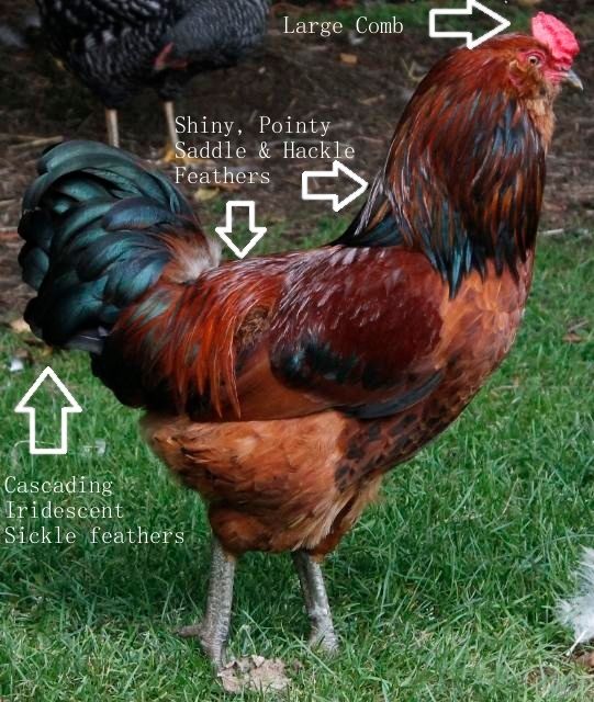 200x200px-ZC-89923123_rooster.jpeg