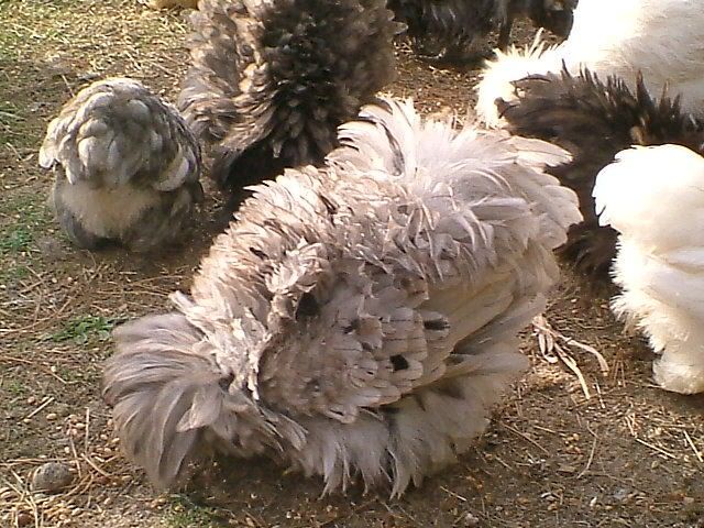 DSCF2530.jpg