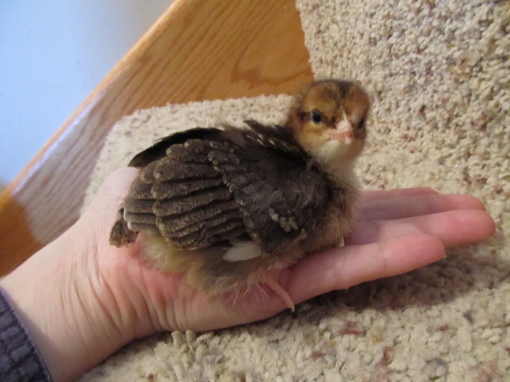 chickens3020.jpg