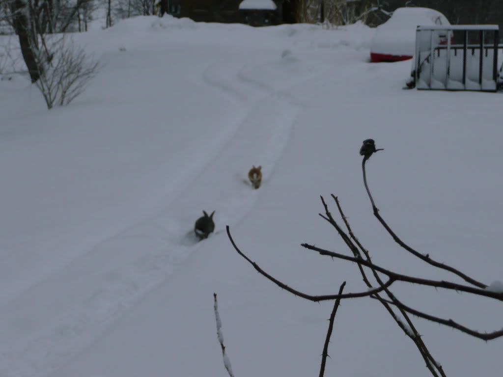 Picture051-1.jpg