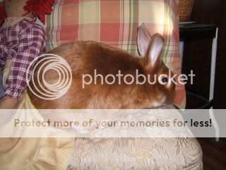 Rabbits013.jpg