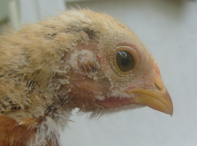 S6306839.JPG