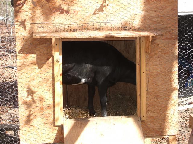 3070_goat_in_chicken_house_and_sick_hen_004.jpg