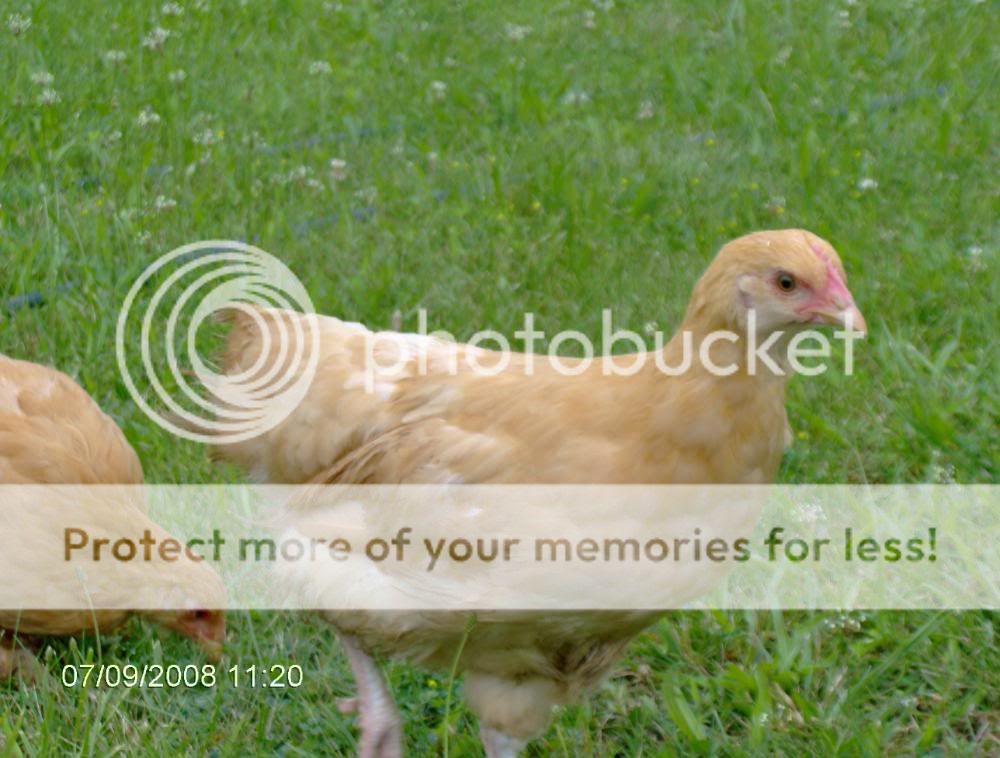 2008_0709chickens6wks0027.jpg