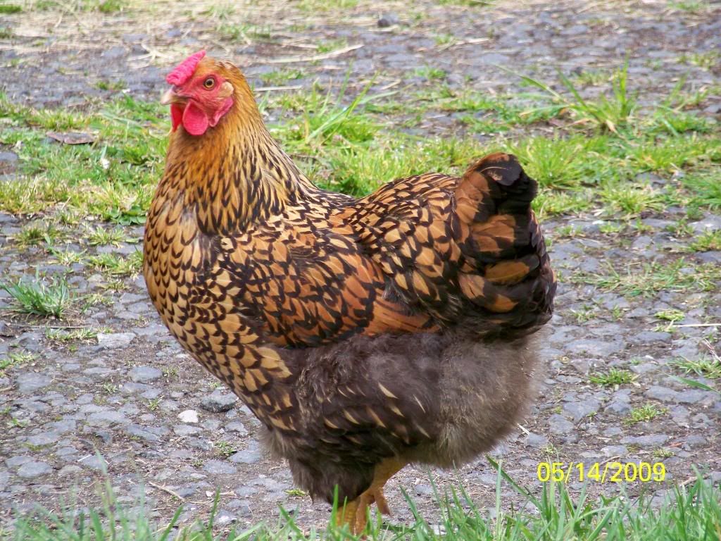 brownlacedhen2.jpg