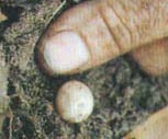 platypusegg.jpg